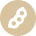 soybean